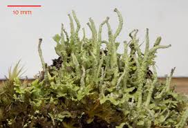 Attēlu rezultāti vaicājumam “Cladonia ochrochlora”