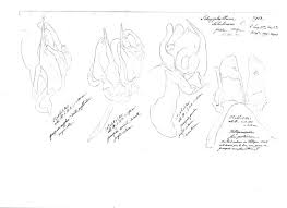 Attēlu rezultāti vaicājumam “Ommatoiulus sabulosus”