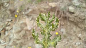 Attēlu rezultāti vaicājumam “Senecio vernalis leaf”