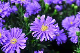 Image result for Aster novi-belgii