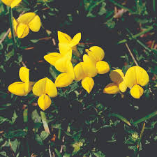 Attēlu rezultāti vaicājumam “Lotus corniculatus”