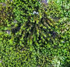 Attēlu rezultāti vaicājumam “Orthotrichum affine var. affine sporophyte”