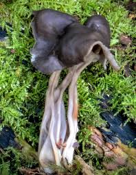 Attēlu rezultāti vaicājumam “Helvella lacunosa”