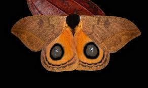 Attēlu rezultāti vaicājumam “Saturniidae”