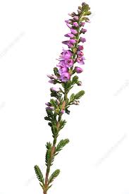 Attēlu rezultāti vaicājumam “Calluna vulgaris flower”