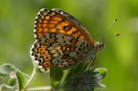 Attēlu rezultāti vaicājumam “Melitaea cinxia upperside”