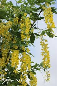 Attēlu rezultāti vaicājumam “Laburnum”
