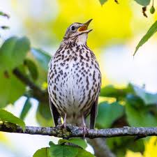 Attēlu rezultāti vaicājumam “Turdus philomelos adult”