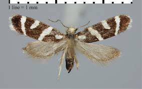 Attēlu rezultāti vaicājumam “Incurvariidae”