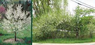 Attēlu rezultāti vaicājumam “Prunus (plum-tree)”