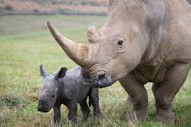 Image result for Rhyl Rhinos