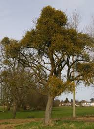 Attēlu rezultāti vaicājumam “Viscum album”