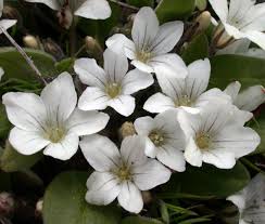 Attēlu rezultāti vaicājumam “Callitriche verna flower”