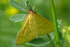 Attēlu rezultāti vaicājumam “Mecyna flavalis”