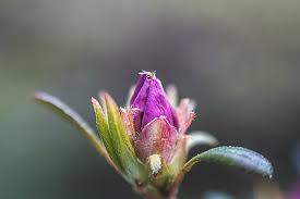 Attēlu rezultāti vaicājumam “Rhododendron sichotense flower”