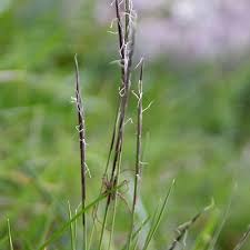 Attēlu rezultāti vaicājumam “Nardus stricta”