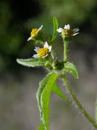 Attēlu rezultāti vaicājumam “Galinsoga quadriradiata”