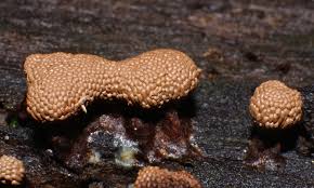 Attēlu rezultāti vaicājumam “Tubiferaceae”