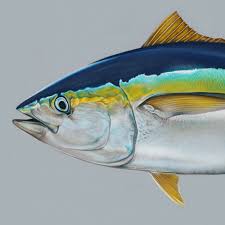 Image result for Thunnus albacares