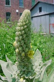 Attēlu rezultāti vaicājumam “Verbascum thapsus bud”