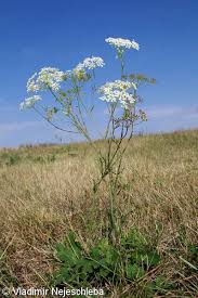 Image result for Pimpinella saxifraga