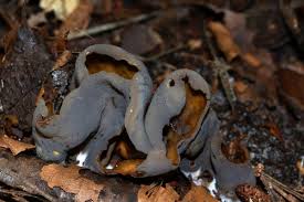 Attēlu rezultāti vaicājumam “Otidea bufonia”