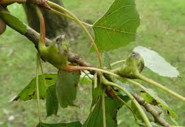 Attēlu rezultāti vaicājumam “Pemphigus borealis”