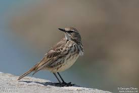 Image result for Anthus petrosus