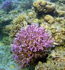 Attēlu rezultāti vaicājumam “Pistillaria sp.”