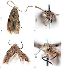 Attēlu rezultāti vaicājumam “Elachistidae”