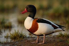 Attēlu rezultāti vaicājumam “Tadorna tadorna juvenile”