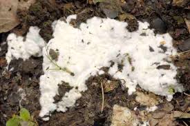 Attēlu rezultāti vaicājumam “Athelia pyriformis”