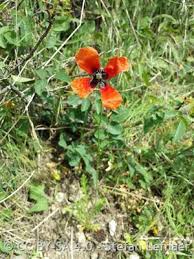 Attēlu rezultāti vaicājumam “Papaver argemone fruit”