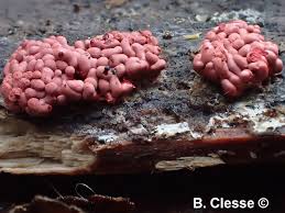 Attēlu rezultāti vaicājumam “Arcyria stipata”