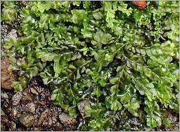 Attēlu rezultāti vaicājumam “Chiloscyphus pallescens”