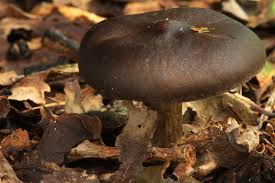Image result for Melanoleuca rasilis var. pseudoluscina