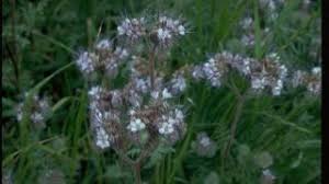 Image result for Phacelia