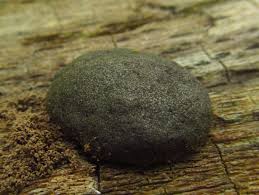 Attēlu rezultāti vaicājumam “Tubifera montana macro”