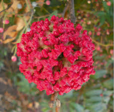 Attēlu rezultāti vaicājumam “Thecabius affinis”