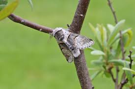 Attēlu rezultāti vaicājumam “Furcula bifida”