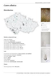 Attēlu rezultāti vaicājumam “Carex dioica fruit”