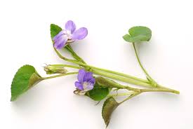 Image result for Viola odorata