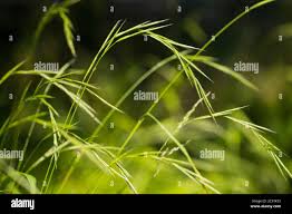 Attēlu rezultāti vaicājumam “Brachypodium sylvaticum flower”