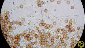 Attēlu rezultāti vaicājumam “Physarum viride”