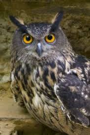 Attēlu rezultāti vaicājumam “Bubo bubo”