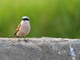 Attēlu rezultāti vaicājumam “Lanius collurio”