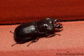 Attēlu rezultāti vaicājumam “Ceruchus chrysomelinus”