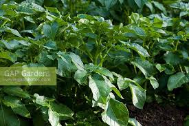 Attēlu rezultāti vaicājumam “Solanum tuberosum leaf”