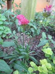 Attēlu rezultāti vaicājumam “Plumbaginaceae”