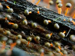 Attēlu rezultāti vaicājumam “Physarum psittacinum stalked”